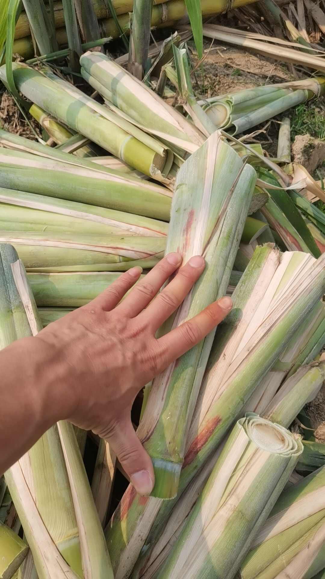 广西黄金甘蔗尾巴黄皮脆皮水果甘蔗苗脆甜甘蔗种苗南北方适合种植