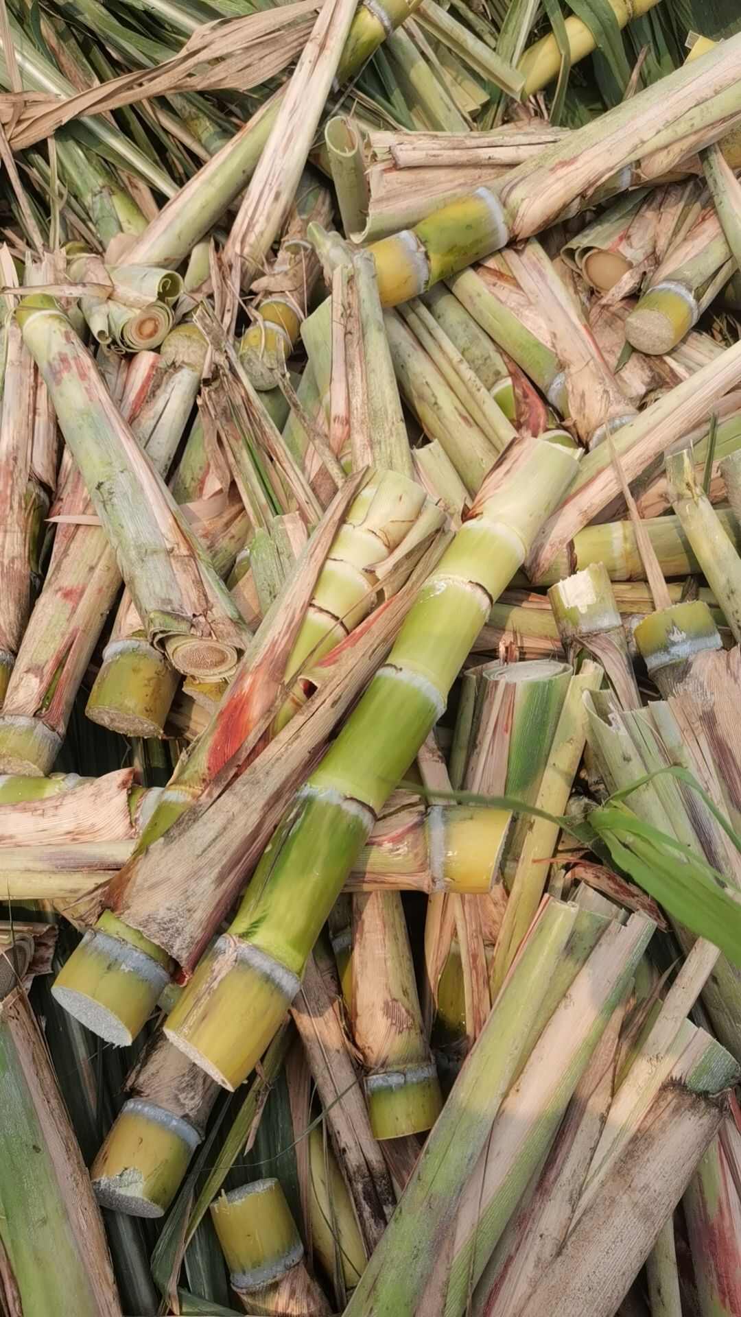 广西黄金甘蔗尾巴黄皮脆皮水果甘蔗苗脆甜甘蔗种苗南北方适合种植