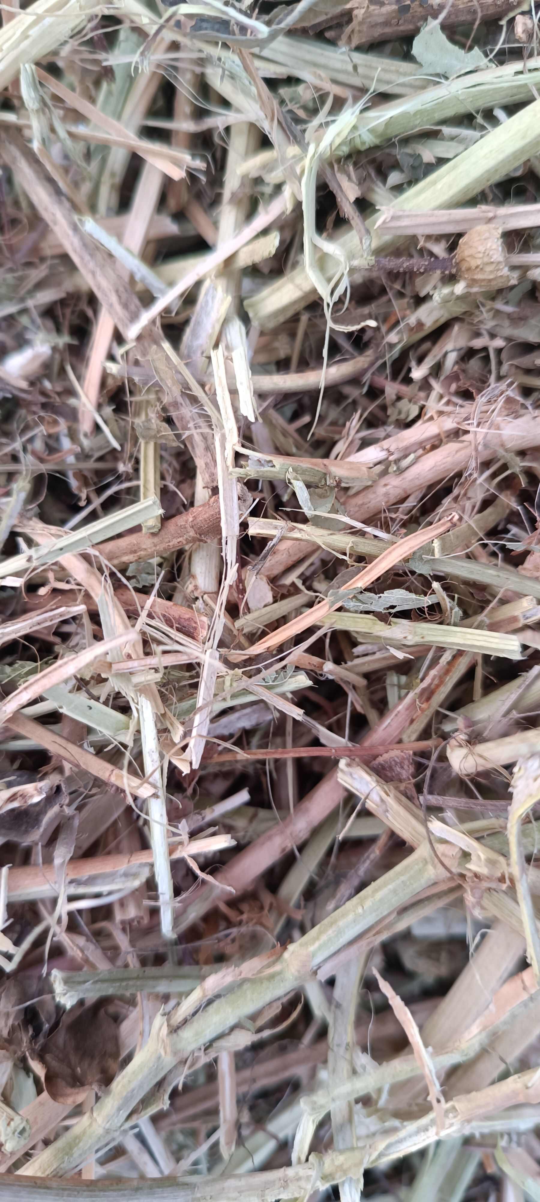 大家好，我来自河南驻马店。专业销售花生秧和小麦秸秆质量特别好