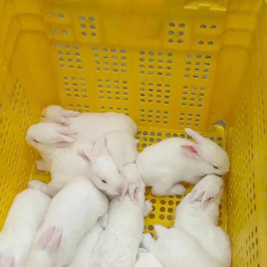 云浮商品兔和实验兔