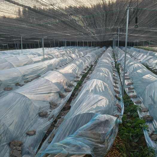 绍兴露天紫花巨茎白及直播苗，根壮，抗病，抗寒，抗旱强
