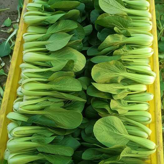 西安精品青菜，小油菜，上海青，叶菜