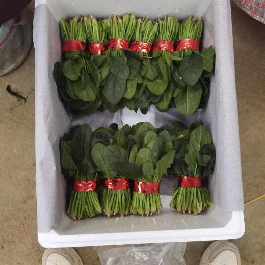 单县精品菠菜香菜