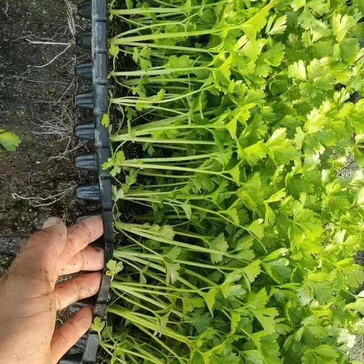 商河县穴盘芹菜苗（单颗，多颗，105/200/288/）