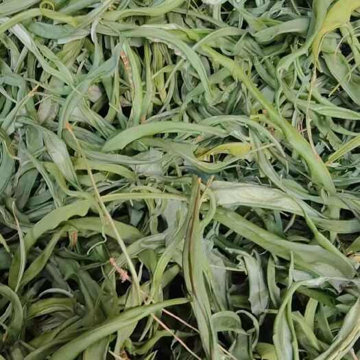 维西县大叶化石草 肾精茶 一手货源可以批发（包邮）