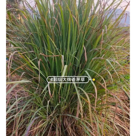 横州市香茅草香茅种苗盆栽植物提取香料原料植物