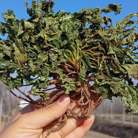 【返璞归真】荔枝草，别名蛤蟆草，自然生长，古法晾晒