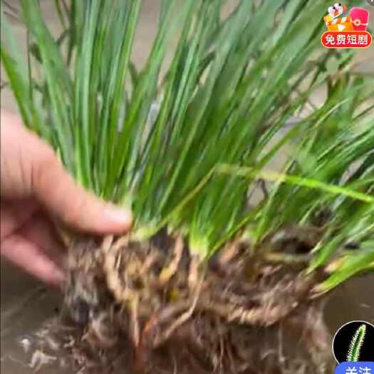 磐安县石菖蒲苗，中药材种苗