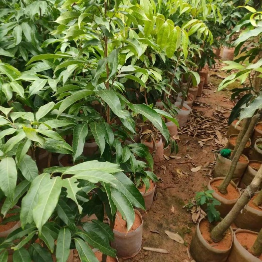 灵山县芒果   荔枝苗
