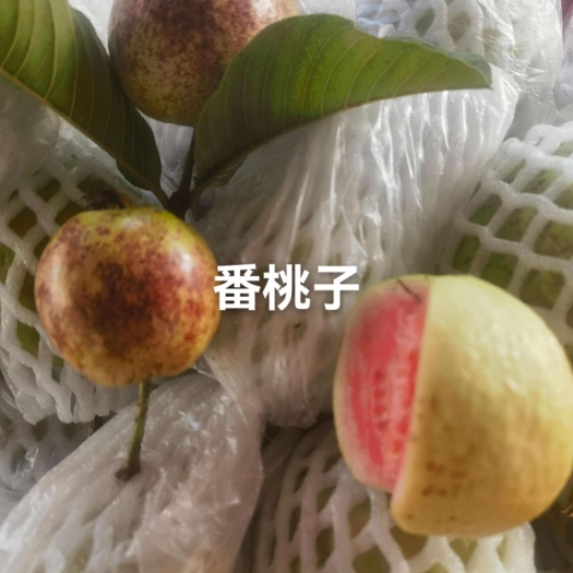 信宜市控糖产品红心芭乐来了