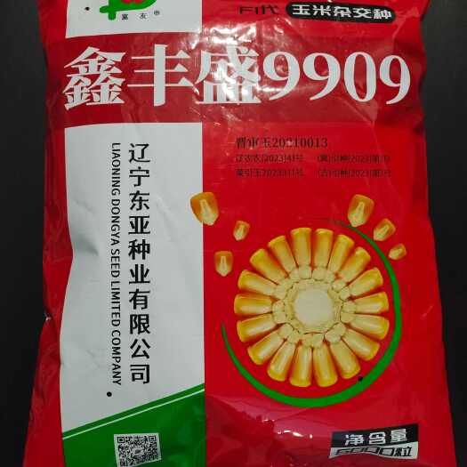 沈阳鑫丰盛9909玉米种抗倒伏棒子大产量高中密粮质好