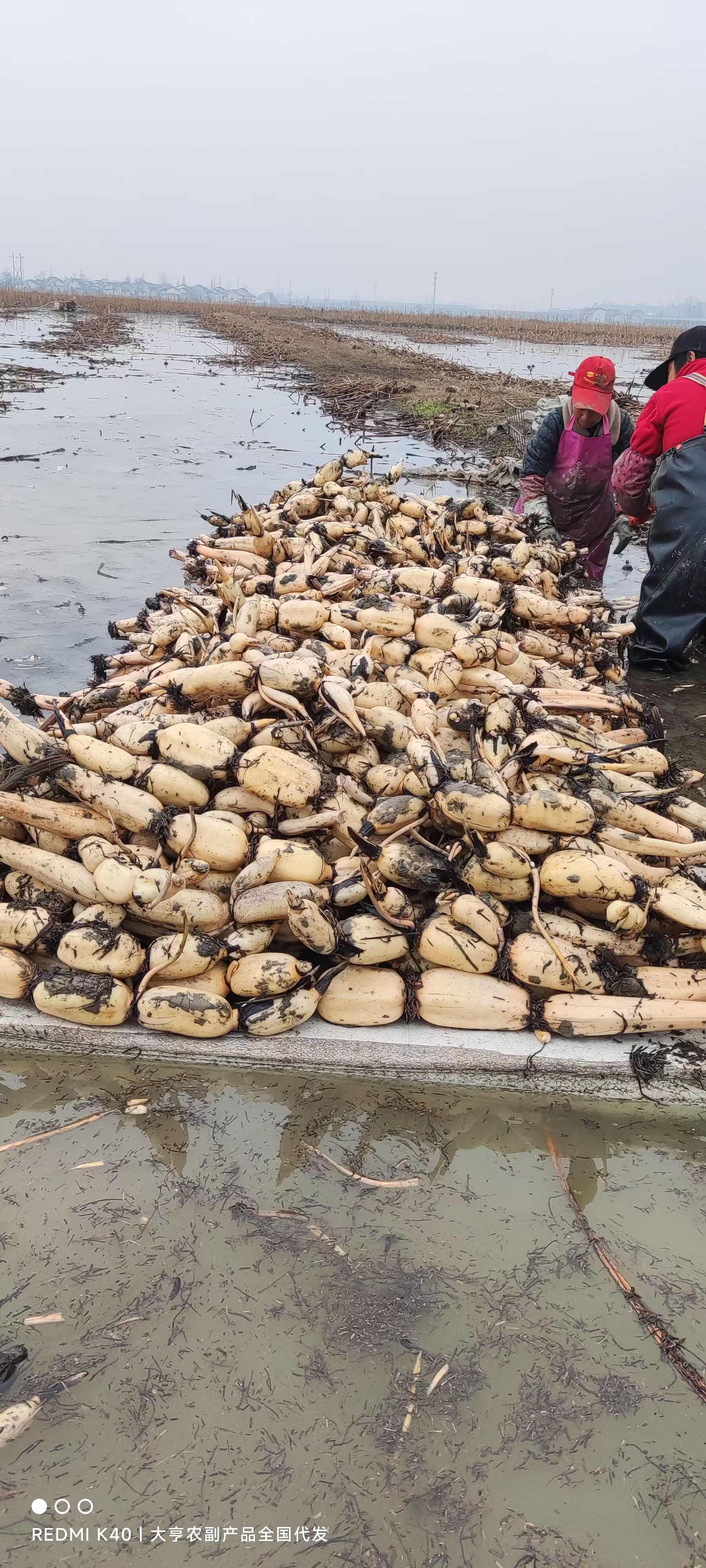 精品莲藕  产地直销  粉藕质量好  商超货