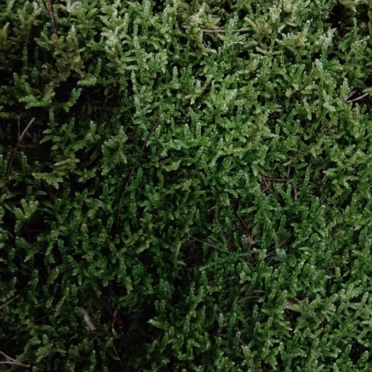 大自然苔藓