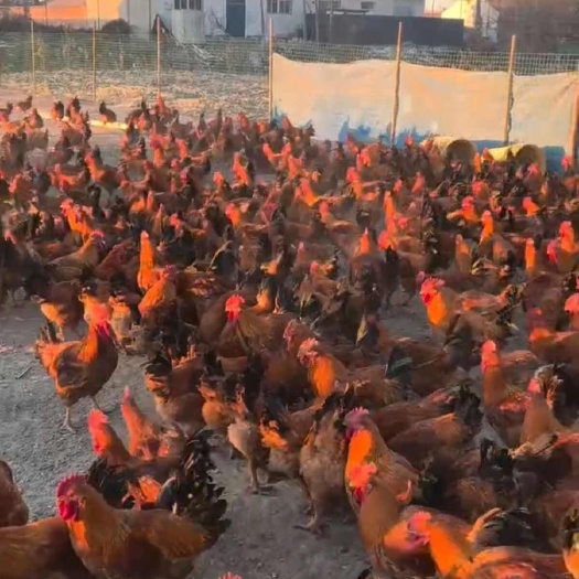 承德6个月的大公鸡柴鸡散养大公鸡