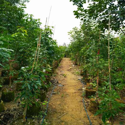 深圳紫花风铃木（嫁接绣球1