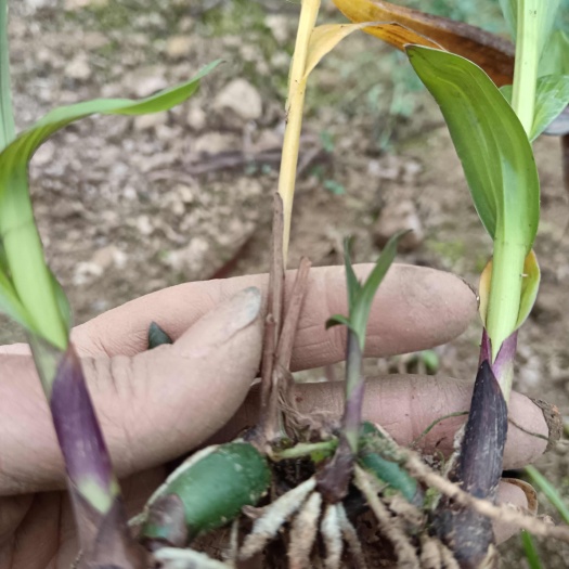 紫花三叉白芨种苗一手货源，品质保证
