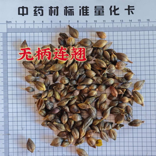 【永发药业】无柄连翘 水煮青翘 实物拍摄1公斤起批