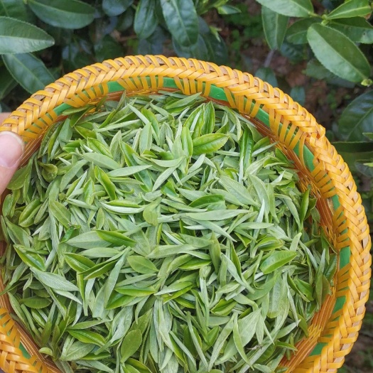 三江县三江绿茶