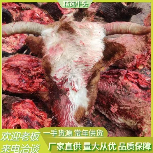 锡林浩特草原牛头（大多数都是母牛头）