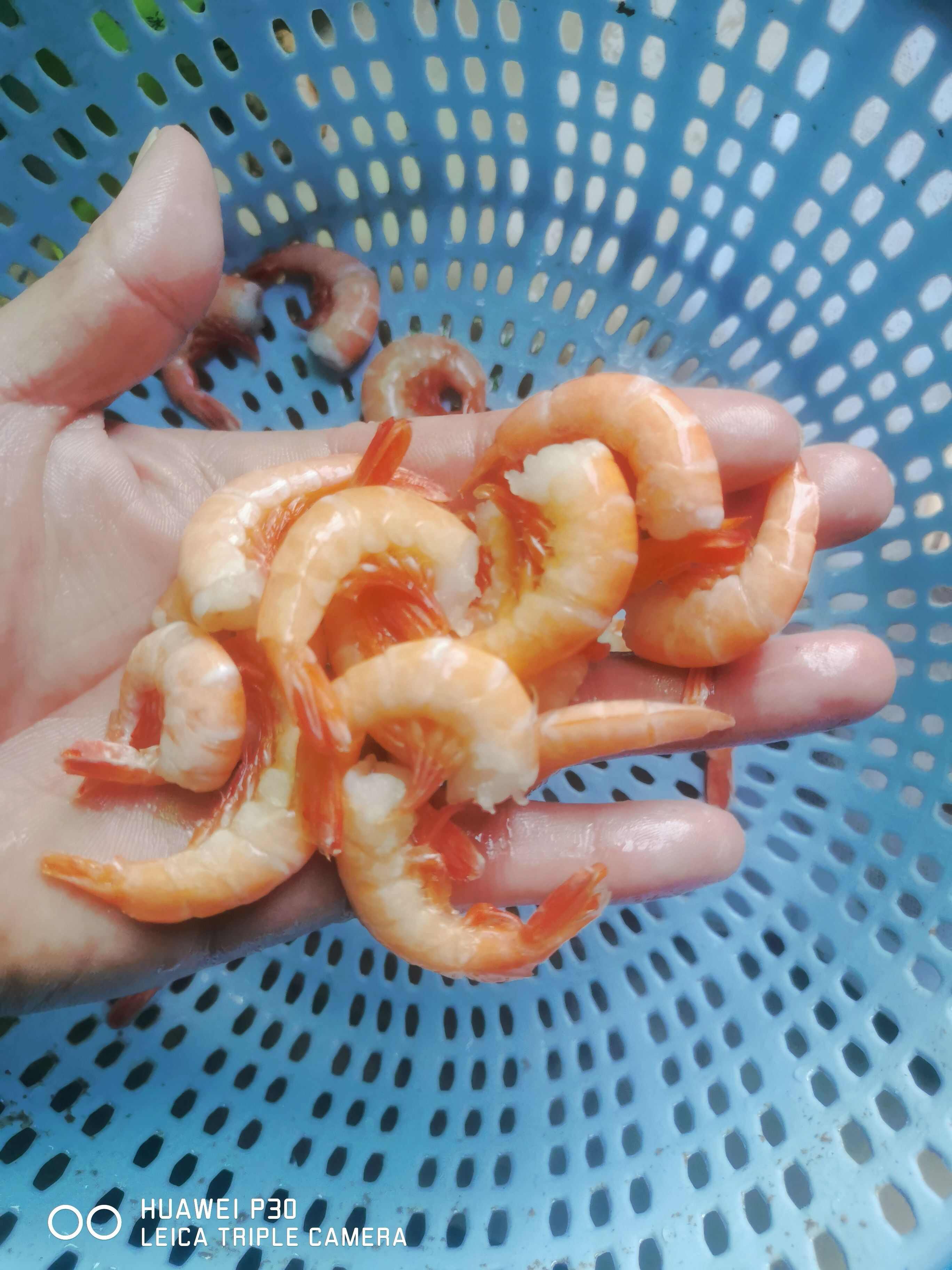 去头熟虾.净重10元一斤，毛重4元一斤