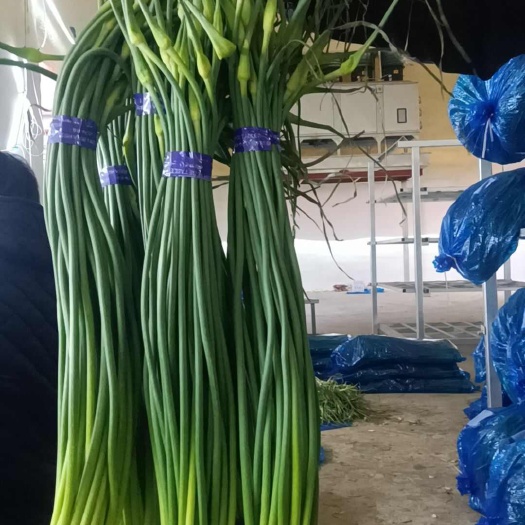 商河縣白帽蒜薹 商河四六瓣白帽蒜苔