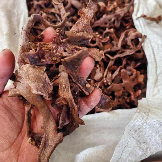 石阡县骨碎补干货高含量