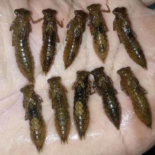 澜沧县蜻蜓幼虫，全国可发。