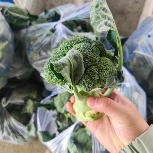 枝江市湖北西兰花大量有货，供应电商批发市场