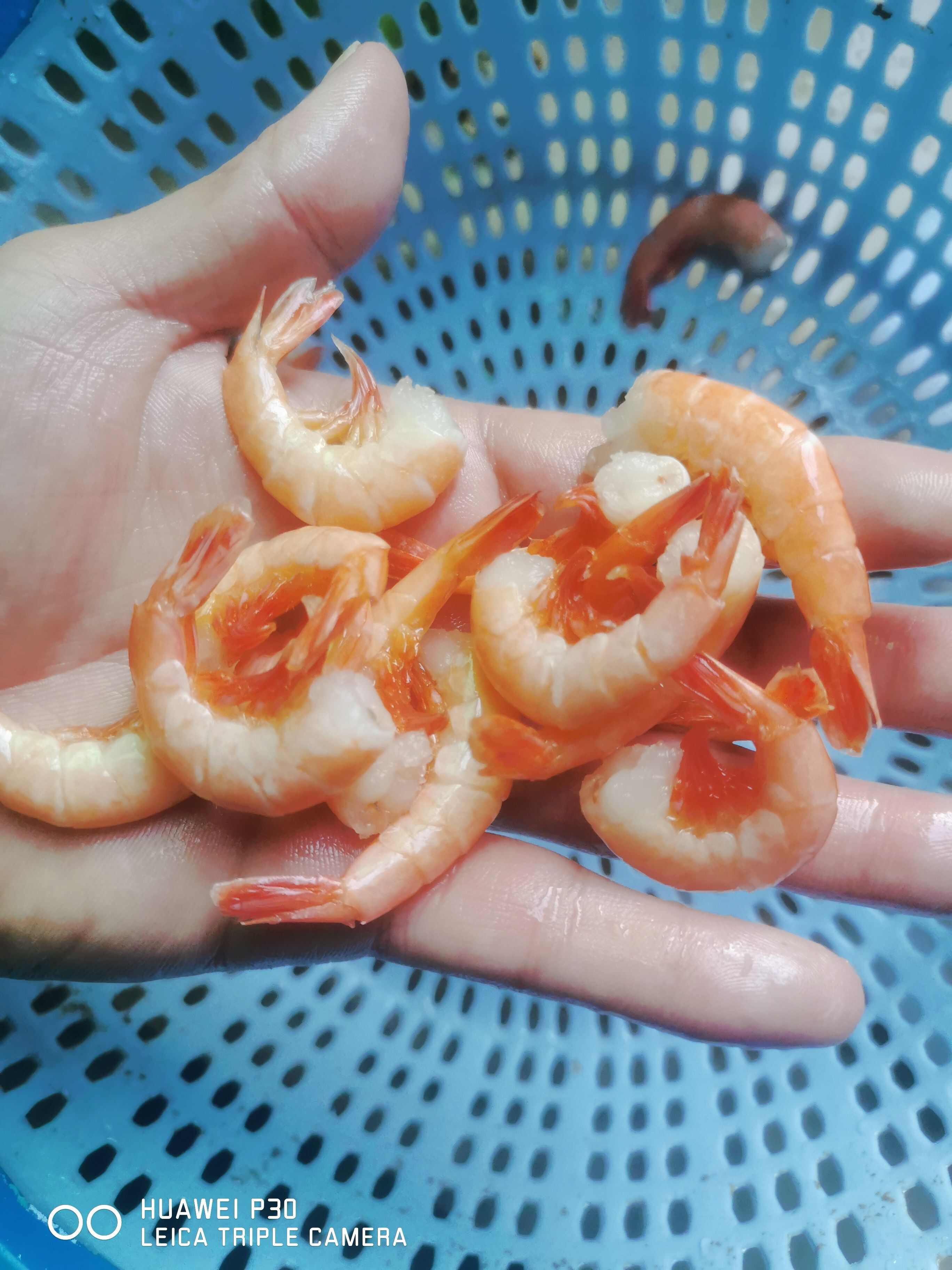 去头熟虾.净重10元一斤，毛重4元一斤