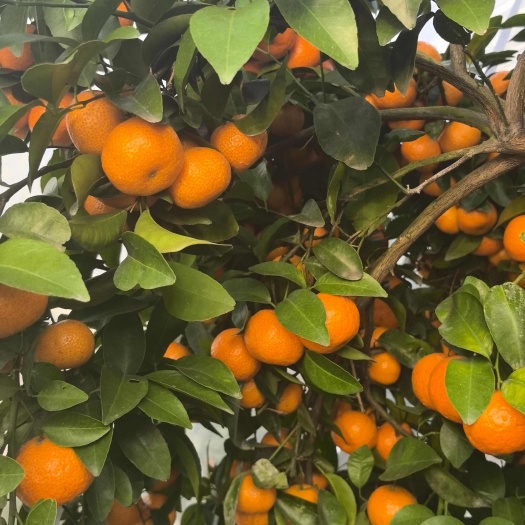 桂林沙糖桔