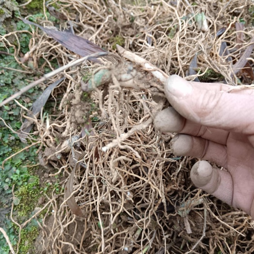 紫花三叉块茎苗，露天三年苗，品质保证，块茎3一8公分