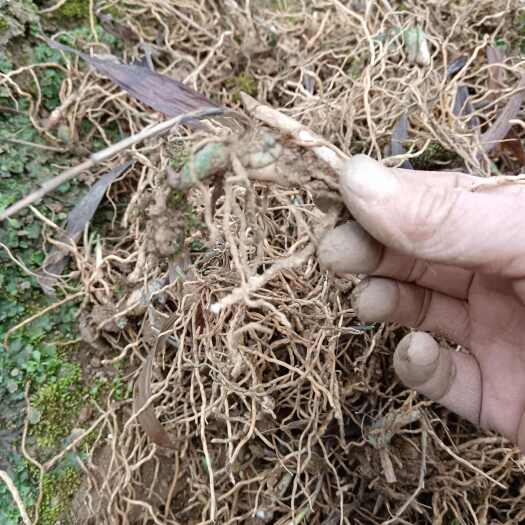 安福县紫花三叉块茎苗，露天三年苗，品质保证，块茎3一8公分