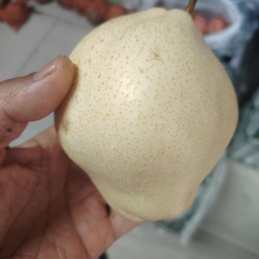 菏泽中华供梨，酥梨，皮薄核小，甜度高，脆甜无扎。单个1.5斤左右