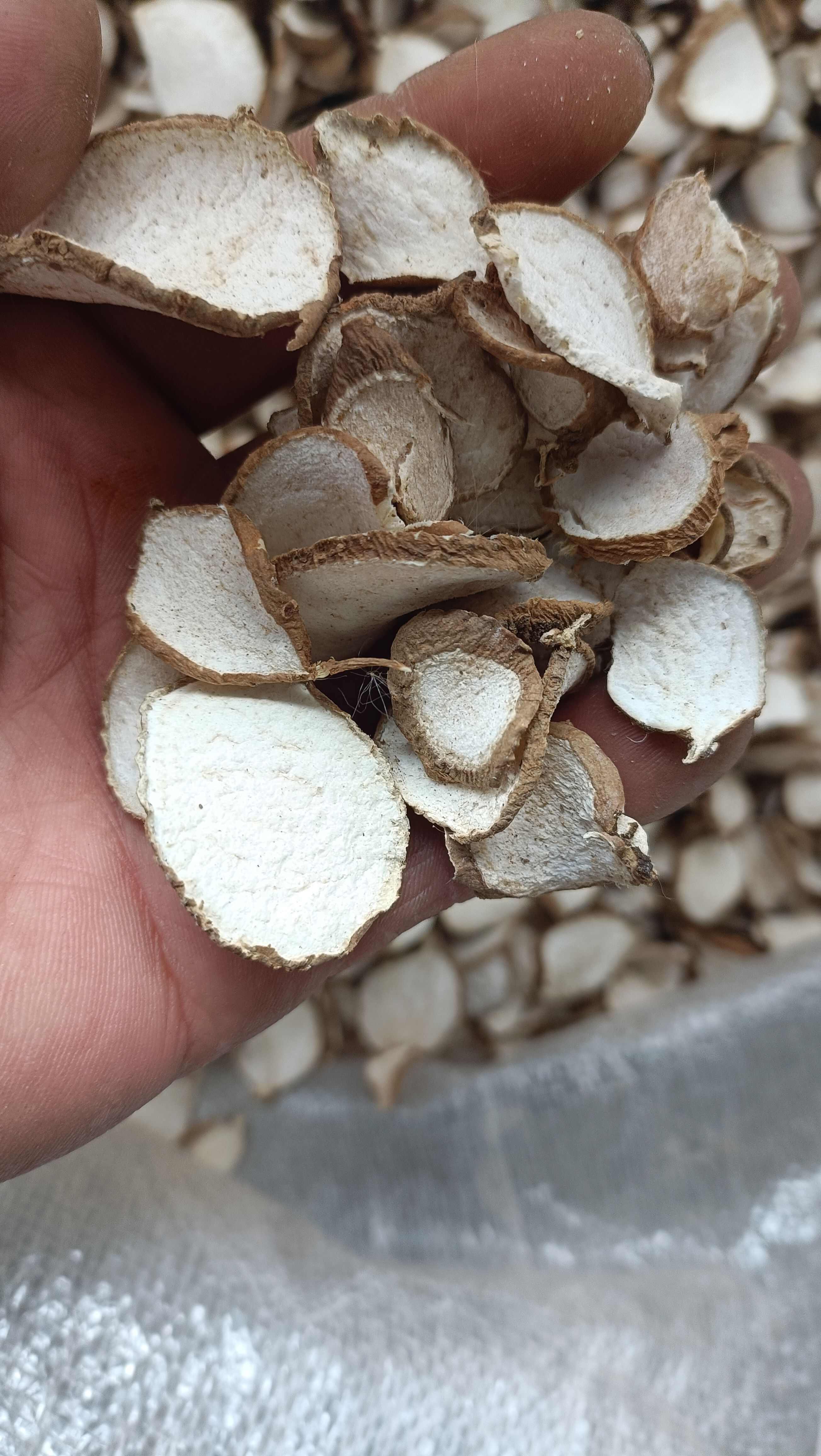 罗汉参，手工切片