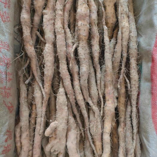 铁棍山药苗
