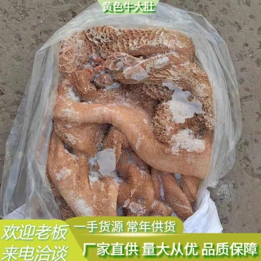 带毛黄色大肚（内蒙古草地牛的标志）