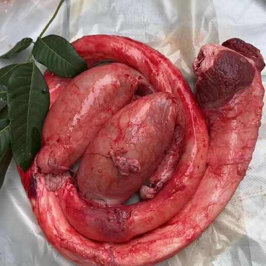 牛鞭宝 牛鞭