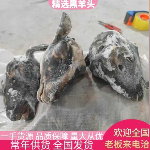 郑州羊头新鲜羊副产品肉类来自河南郑州惠济区农户直销