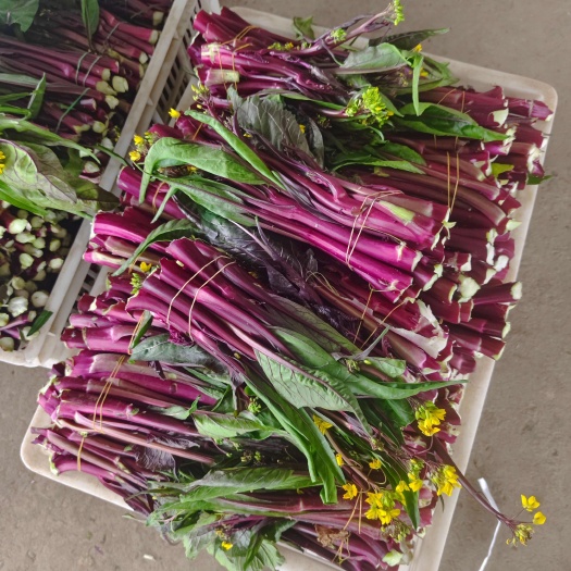 湖北红菜苔大量上市，都是精品