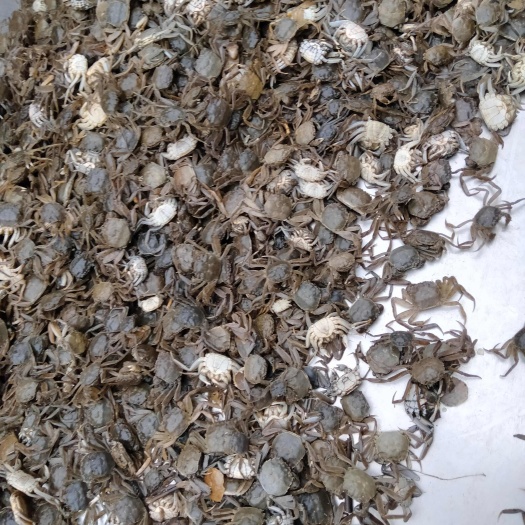 盘锦我有蟹苗，大量有货，保质保量，成活率高抗病能力强，
