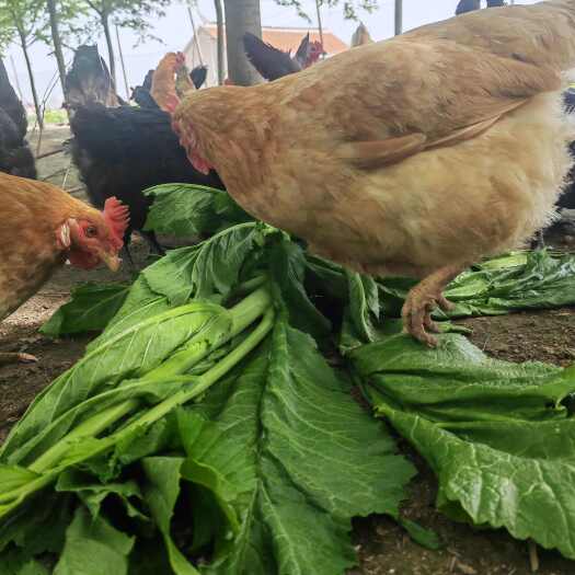 如东县出售散养两年老母鸡