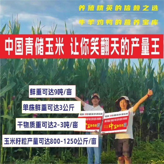 成都青贮玉米种子大棒铁秆不倒活秆成熟国审亩产可达9吨青饲两用