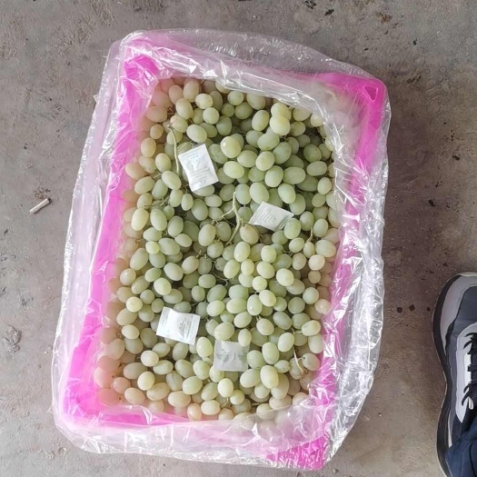 阿图什市阿图什木纳格葡萄