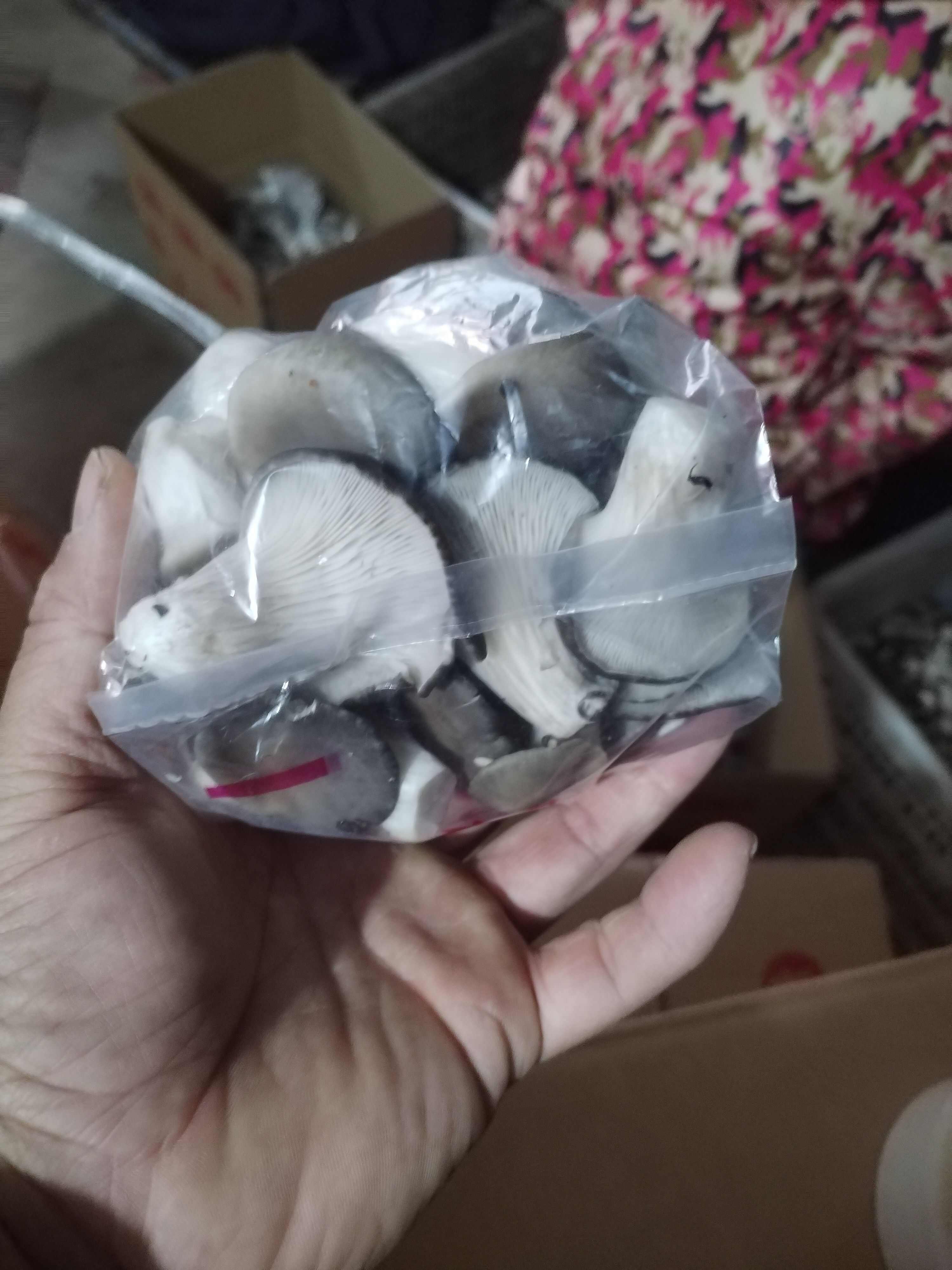秀珍菇，产地直发。
