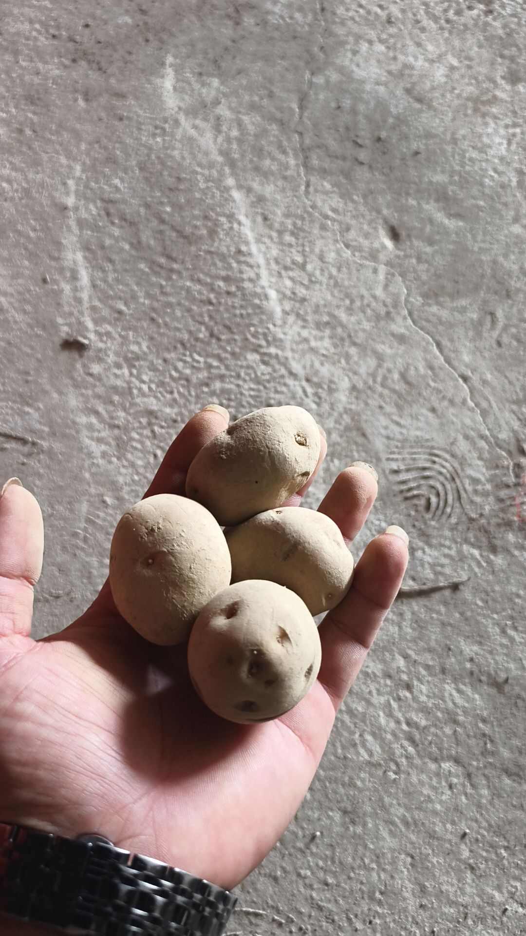 恩施土豆      软糯香浓  黄皮黄心  天然含硒