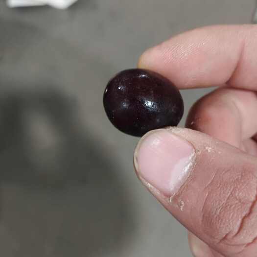 临沭县蛟龙果