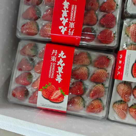 东港市丹东九九原产地草莓，丹东东港核心产区