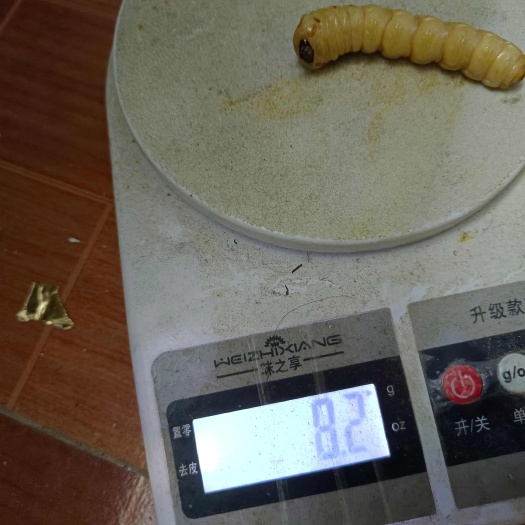 桂林斗米虫鲜货