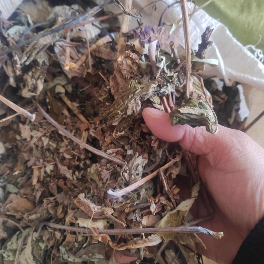 洛宁县博落回叶杆，干货，量大价格可谈，可长期合作，欢迎咨询！