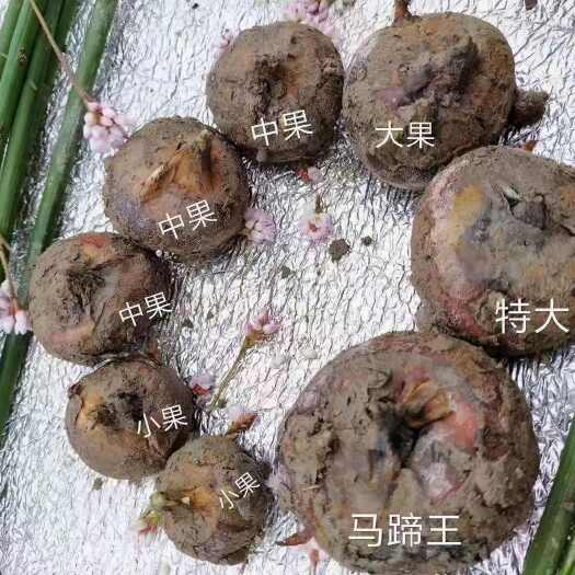 乐昌市新鲜马蹄广东省韶关乐昌产地直销甜脆可口现挖现发